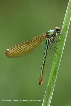 Banded-Demoiselle-Female.jpg