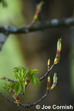 _DSC1195_leaves_Wharfedale.jpg